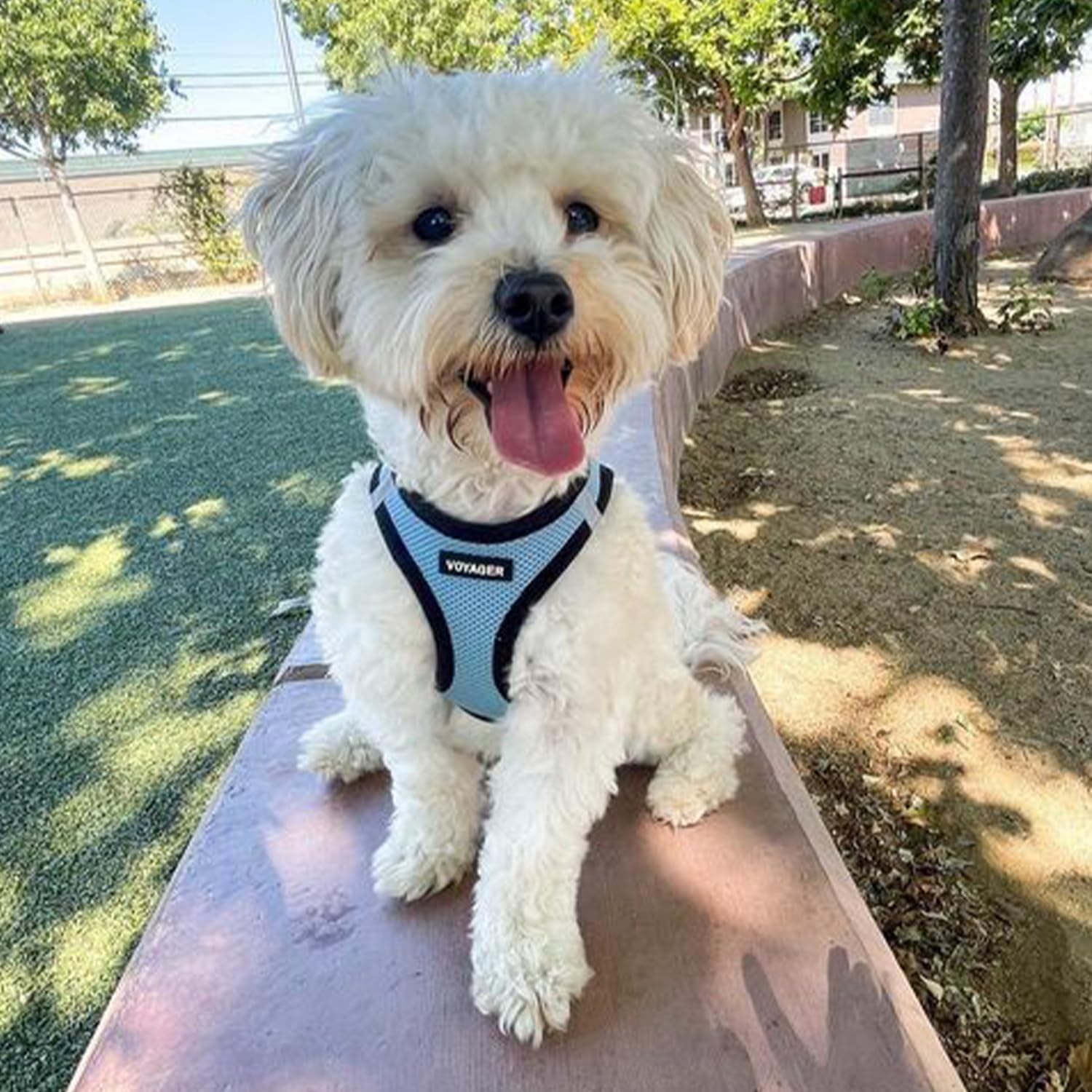 Dog Harness for Small Dogs – Voyager Step-in Air Mesh Vest Harness Queenkong