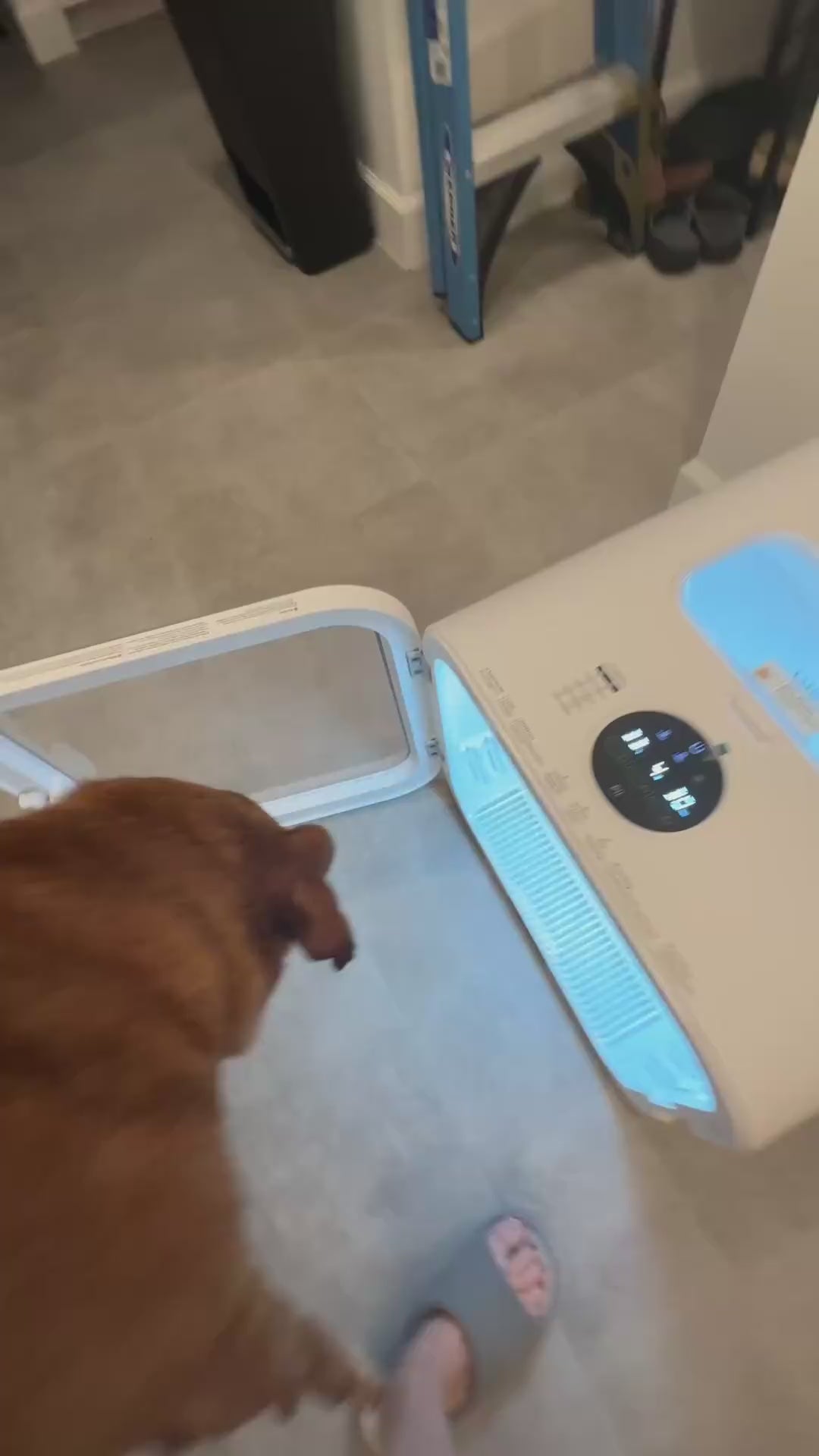 Automatic Pet Dryer Box 